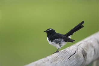 Willy wagtail