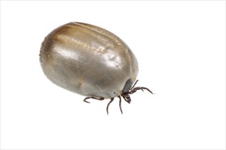 Castor bean ticks