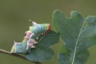 Parchment moth