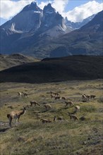 Herd of guanacos grazing in the steppe of Torres del Paine National Park