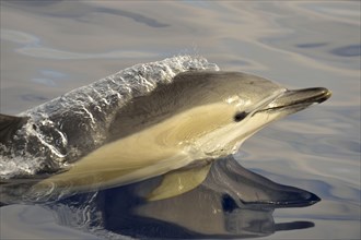 Short-beaked Common Dolphin