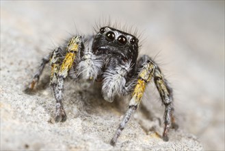 Golden-eyed spider