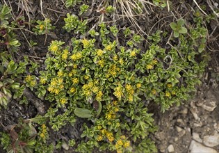 Thyme-leaved willow