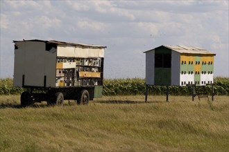 Mobile hives for pollination of flowering plants such as labyrinth and sunflowers