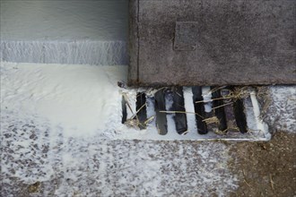 Milk going down drain on dairy farm