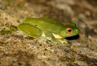 Australian Red-eyed Treefrog