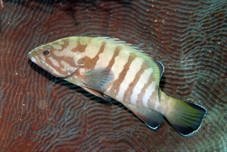 Adult brown-banded seabass