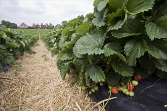 Sonata strawberries with Kent Oast House. Straw is used between the beds to prevent mud from splashing onto the fruit