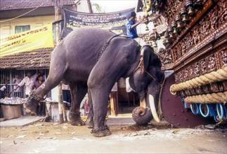Elephant pushing the chariot in Radhotsavam or temple chariot festival in Kalpathy near Palakkad