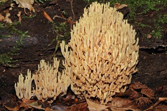 Pale coral fungus