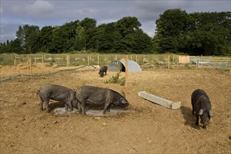 Big black pigs in the rearing enclosure