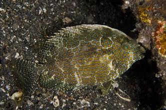 Spotted Rabbitfish