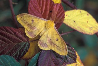 Autumn autumn emperor moth