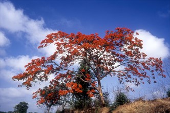 Flowering tree Gul Mohur or Royal poinciana