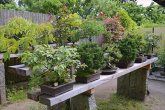 Various bonsais