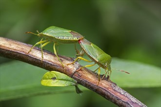 Green green shield bug