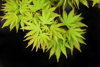 (Acer palmatum) Senkaki, Sango Kaku