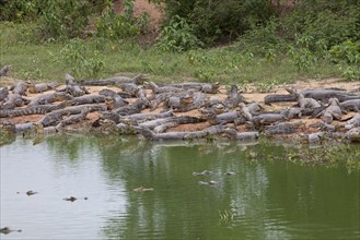 Paraguayan yacare caiman