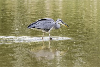 Young grey heron learning to fish in shallow water. Lackford Lakes Suffolk