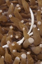 Mushroom coral lake needle