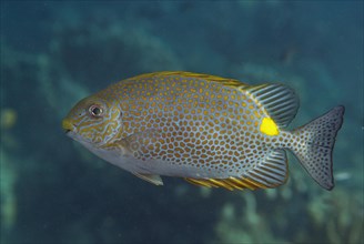 Orange-spotted spinefoot