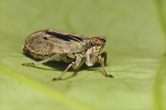 True beetle cicada