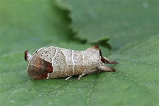 Chocolate-tip moth