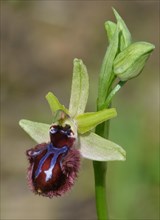 Black black ophrys