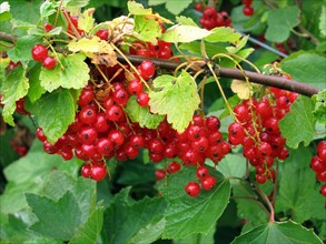 Currant bushes with ripe fruit