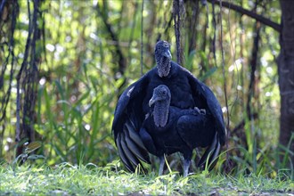 Mating black vulture
