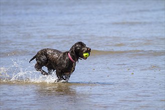 A working cocker spaniel pulling back a ball in the water