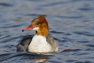 Common merganser