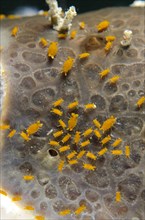 Group of sponge isopods