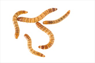 Yellow Mealworm