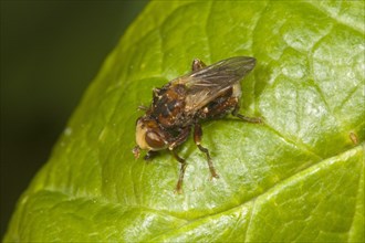 Common Broad-headed Blowfly