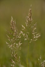 Meadow golden oat