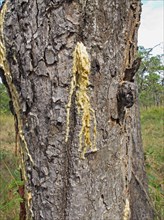 Hairy-leaved resin tree