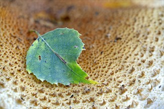 Leaf of a birch