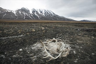 Carcass of a svalbard reindeer