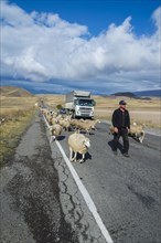 Shepherd leading a group of sheep down a road