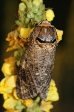 Goat moth