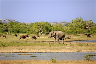Landscape in Yala National Park with Asian sri lankan elephant