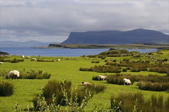 View of loch with sheep grazing near shore
