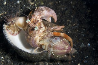 Anemone hermit crabs