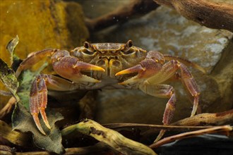 Freshwater Crab