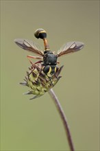 Thick-headed Conopid Fly