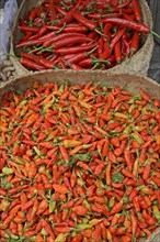 Different varieties of red chilli peppers