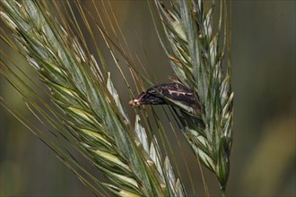 Purple brown ergot mushroom