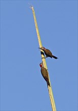 Spanish hispaniolan woodpecker