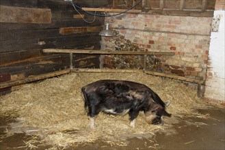 Kune Kune sow in the stable